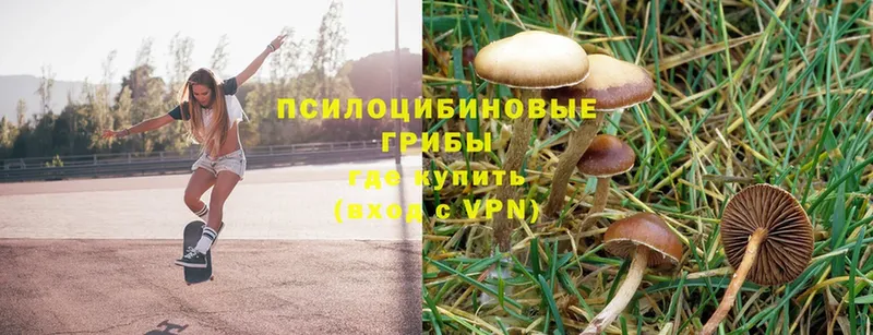 купить наркотик  Туймазы  гидра зеркало  Псилоцибиновые грибы Psilocybe 